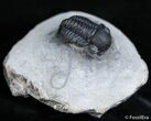 Small Gerastos Trilobite Nice Dark Shell #2411-1